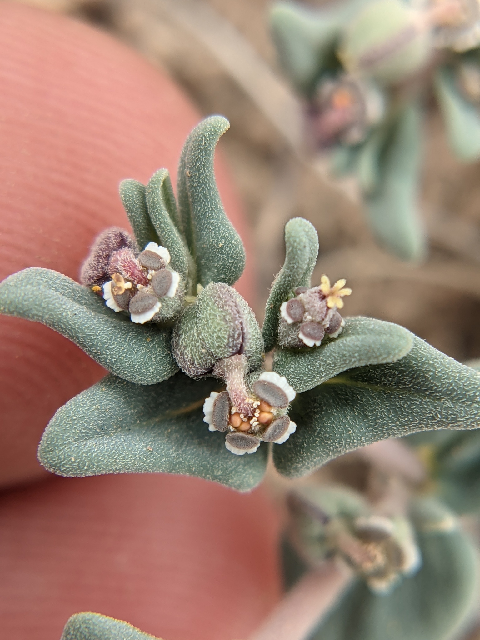Euphorbia lata