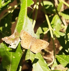 Bolla catharina