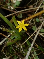 Hypoxis mexicana