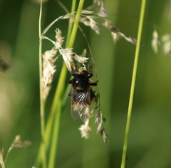 Volucella bombylans