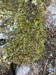 Herzogiella striatella