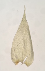 Herzogiella striatella