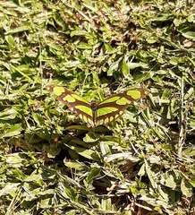 Philaethria wernickei