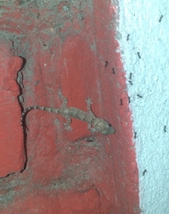 Hemidactylus mabouia