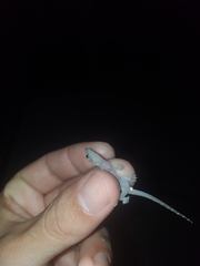 Hemidactylus mabouia