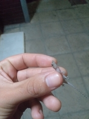 Hemidactylus mabouia