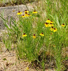 Helenium elegans