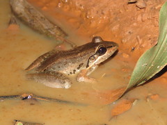 Leptodactylus bolivianus