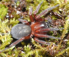 Callobius severus