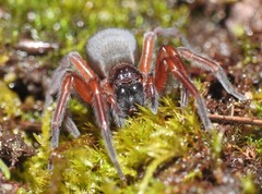 Callobius severus