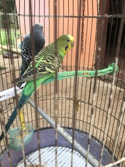 Melopsittacus