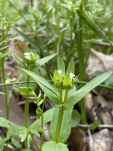 Goosefoot Cornsalad (Valerianella chenopodiifolia)