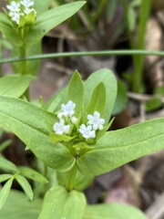 Valerianella chenopodifolia