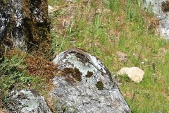 Podarcis guadarramae