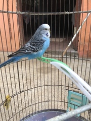 Melopsittacus