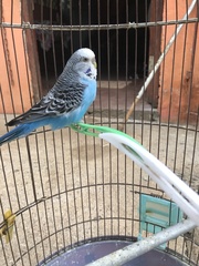 Melopsittacus