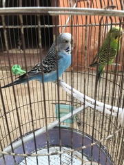 Melopsittacus
