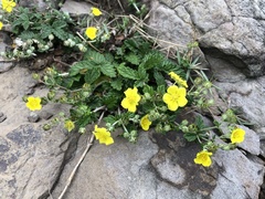 Potentilla discolor