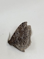 Melanolophia imitata