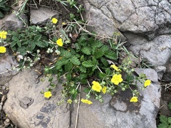 Potentilla discolor