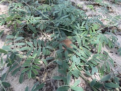 Tephrosia cinerea