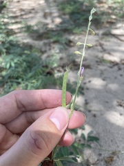 Tephrosia cinerea
