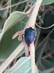 Pentatomidae