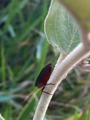 Pentatomidae