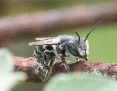 Megachile exilis