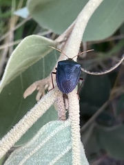 Pentatomidae