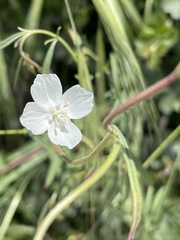 Clarkia epilobioides