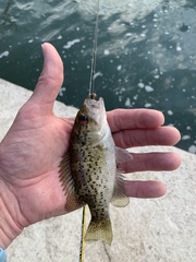 Ambloplites constellatus