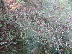 Coprosma crassifolia