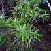 Alseuosmia banksii linariifolia - Photo Ningún derecho reservado, subido por Hilton and Melva Ward