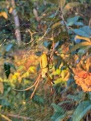 Trichonephila clavipes