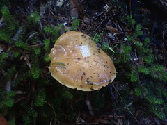 Cortinarius phalarus