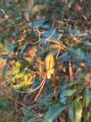 Trichonephila clavipes
