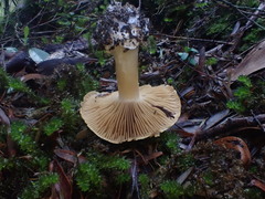 Cortinarius phalarus