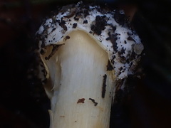 Cortinarius phalarus