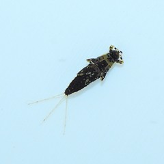 Ephemerella needhami