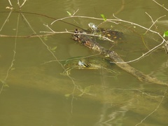 Graptemys flavimaculata