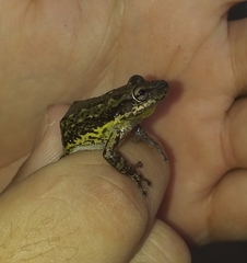 Scinax nasicus
