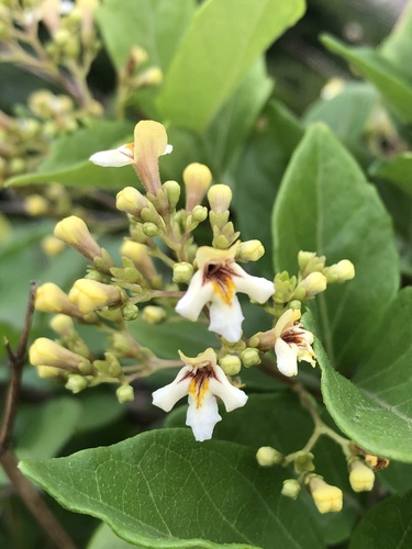 Premna microphylla Turcz.