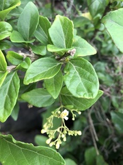 Premna microphylla