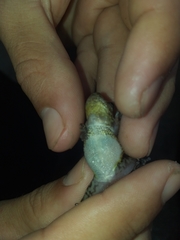 Scinax nasicus