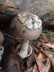 Amanita cheelii