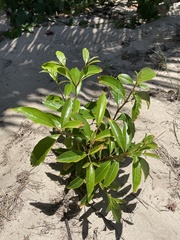 Citharexylum spinosum
