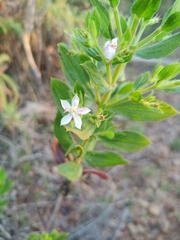 Trembleya phlogiformis