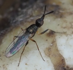 Prochyliza xanthostoma