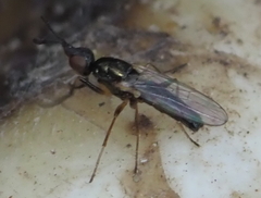 Prochyliza xanthostoma